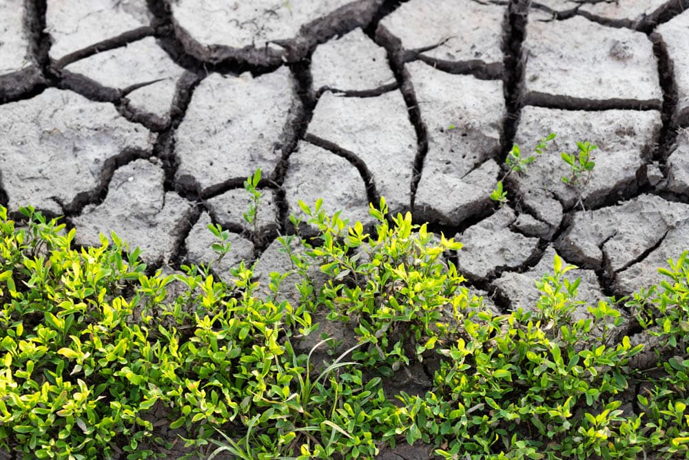 Environment